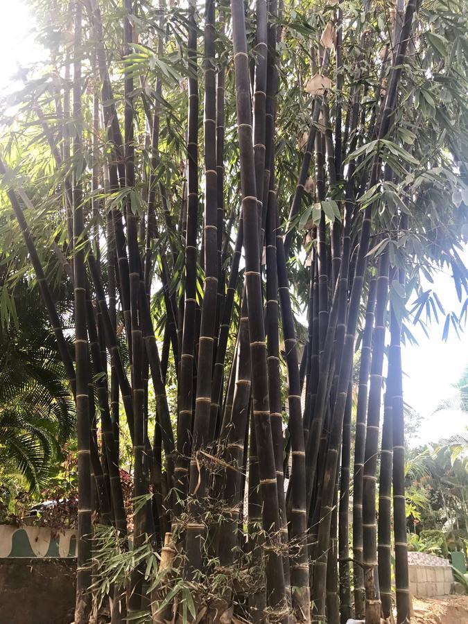 Coorg Jungle Camp Resort Suntikoppa Εξωτερικό φωτογραφία